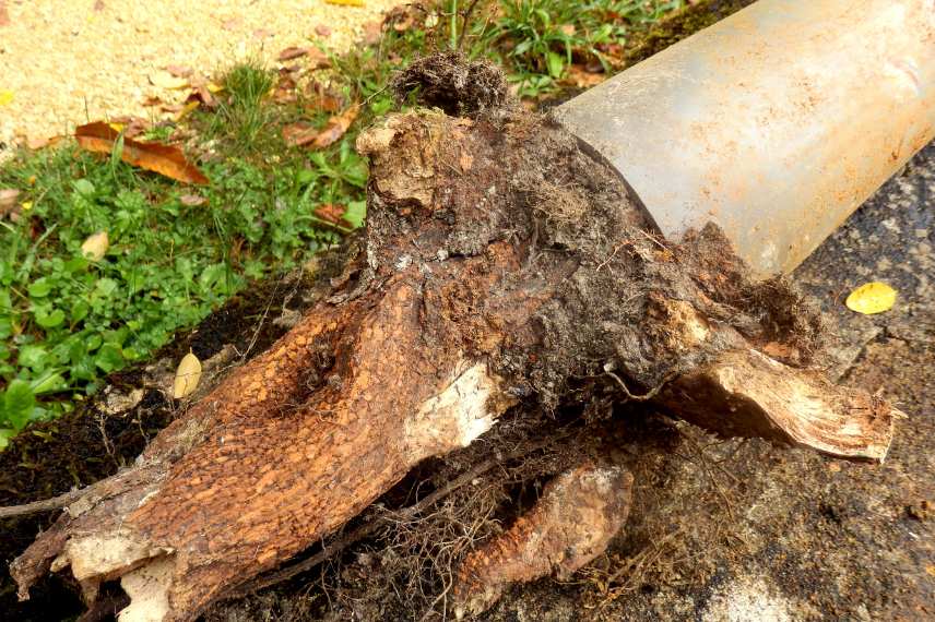 How To Prevent And Protect Sewer Lines from Tree Roots