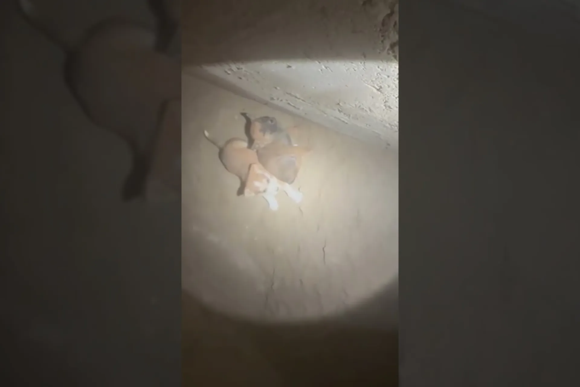 Emergency Roto-Rooter Puppy Rescue in Fresno